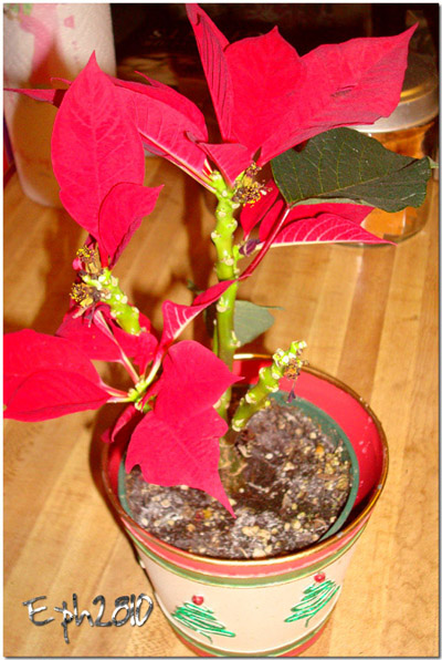 Skinny Poinsettia