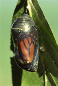 monarch-butterfly-in-chrysalis