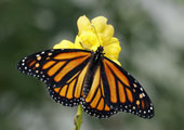 monarch-butterfly1
