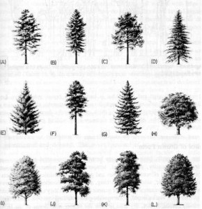 tree_shape