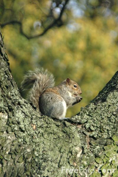 01_18_53---Grey-Squirrel_web