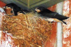Baby birds in the nest remind us of kids leaving home