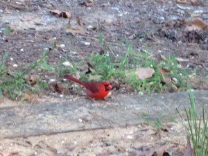 red.bird