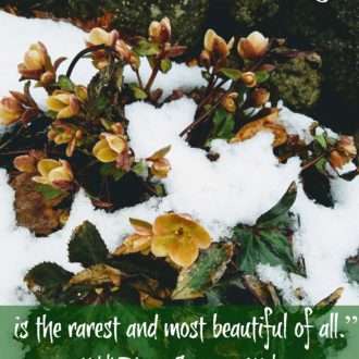 Bloom in Adversity